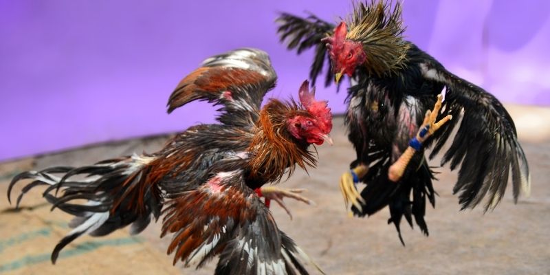 98win9 KM Game Bài 3d