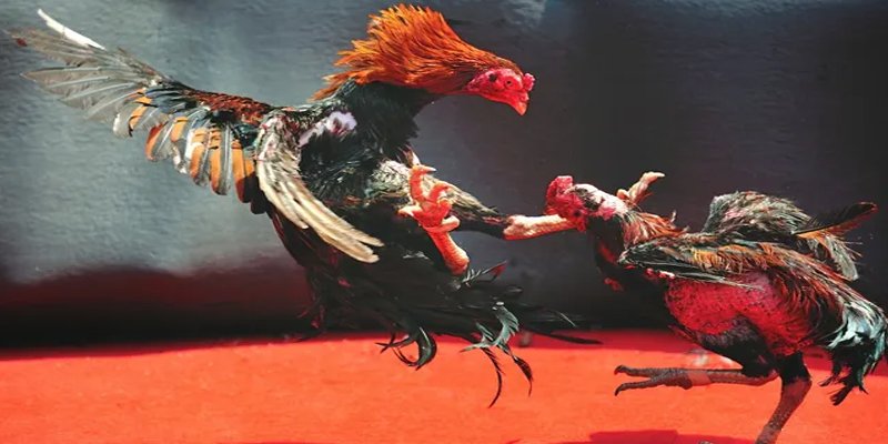 98win9 bắn cá h5 chơi ngay