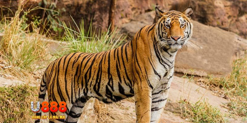 98win9 xổ số bình thuận