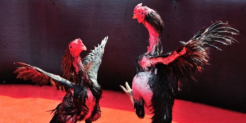 98win9 thị trường baccarat là gì